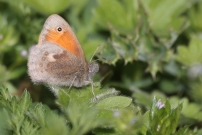 Le Procris (Lpidoptre - Nymphalidae - Coenonympha pamphilus)